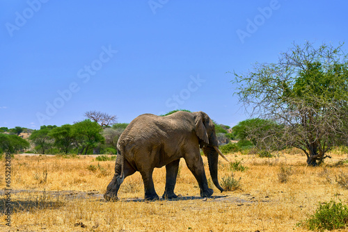 elephants in the african savanna