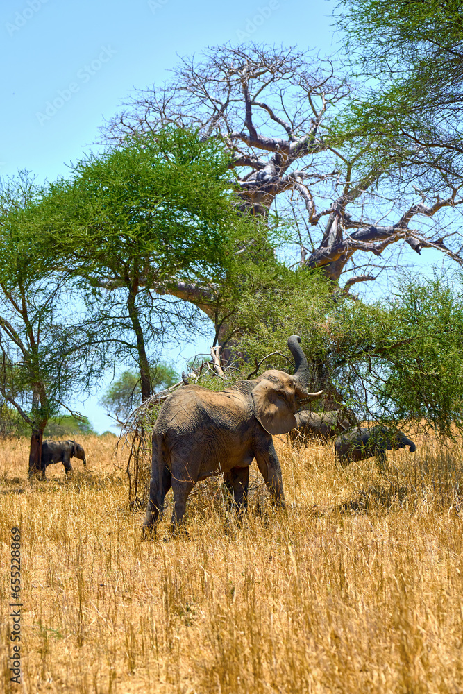 Fototapeta premium elephants in the african savanna