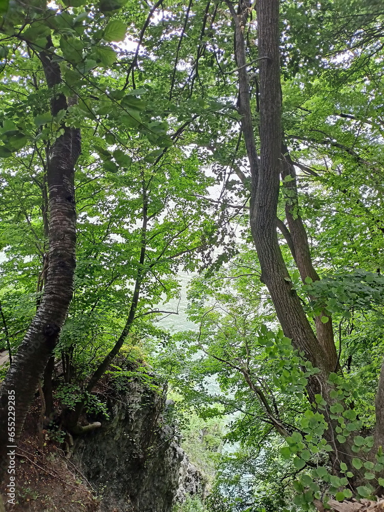 Fototapeta premium A natural picture of a summer forest that grows on almost vertical rocks and forms a deep beam.