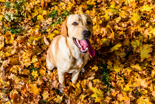 Cute young labrador retriever dog in a park on autumn