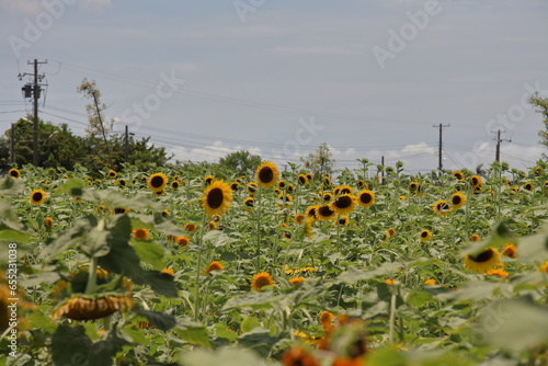 many sunflowers in a garden in a hot day