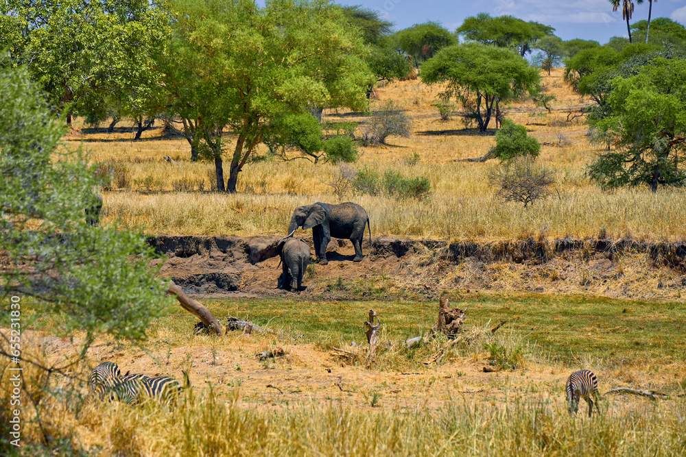 Fototapeta premium elephants in the african savanna