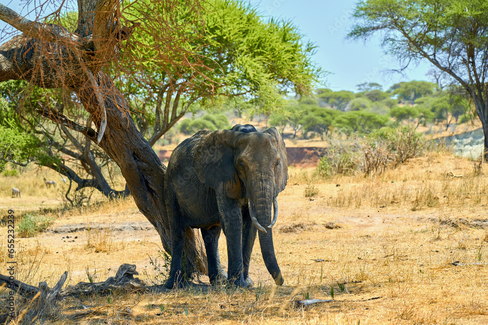 Fototapeta premium elephants in the african savanna