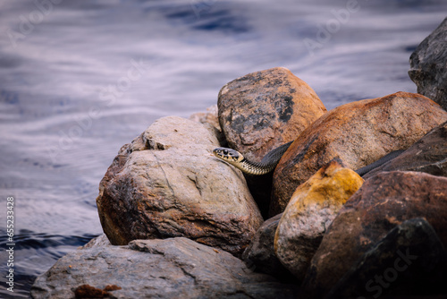 Grass-snake lies on stones near the water.