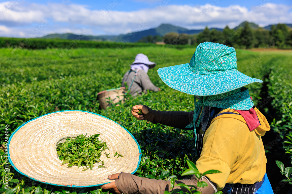 two farmer woman are harvesting tea leaves in green tea plantation, Chiang Mai Province Thailand,