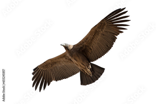 Condor bird flying isolated on transparent background in png format