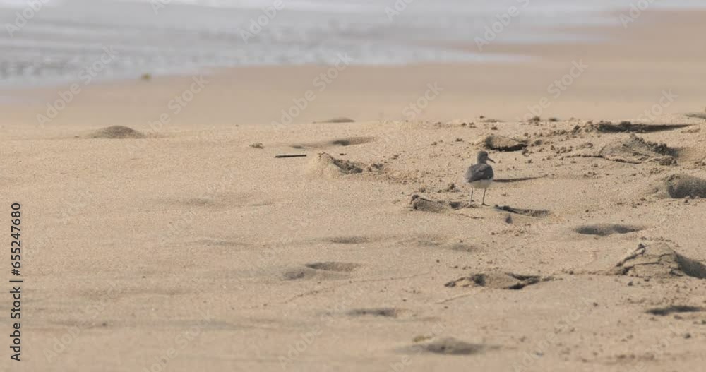 Gentle Seabirds: Tranquil Beach Moments Gentle Seabirds: Tranquil Beach Moments
