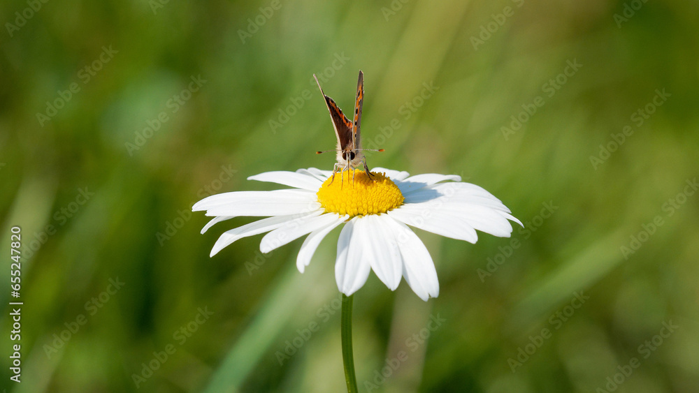 small copper on white daisy flower small copper on white daisy flower