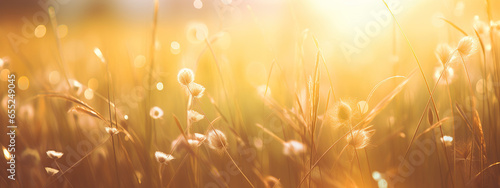 Spring time. Flowers and green grass with sunset view.