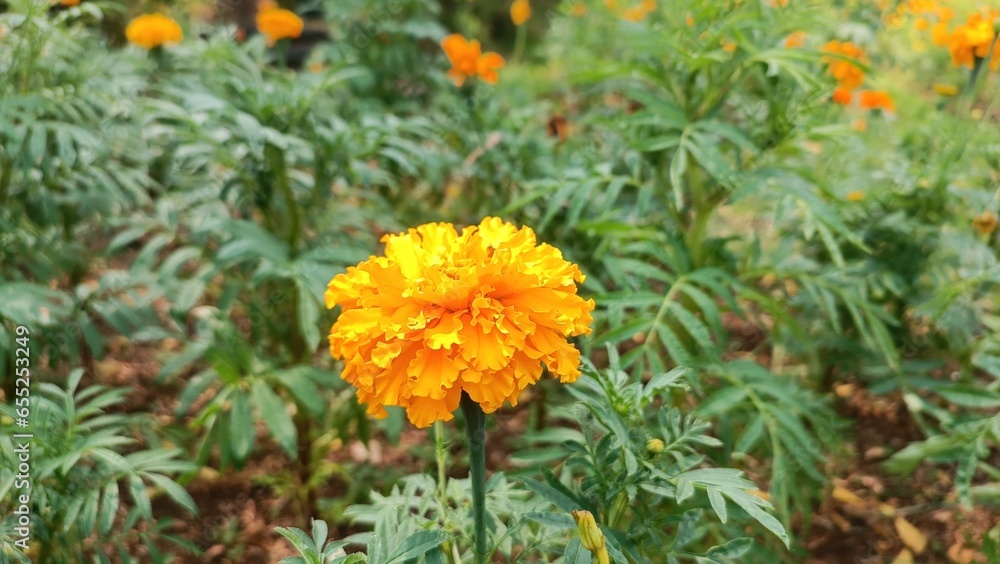 Close-Up Portrait of Yellow Marigold Flowers in the Garden Close-Up Portrait of Yellow Marigold Flowers in the Garden
