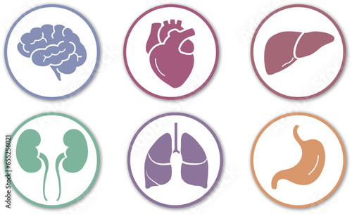 set of simple vector icons of human body organs in pastel color, isolated on a white backgounrd 