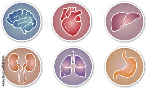 vector set of icons of the human organs in dark color on round place isolated on a white background
