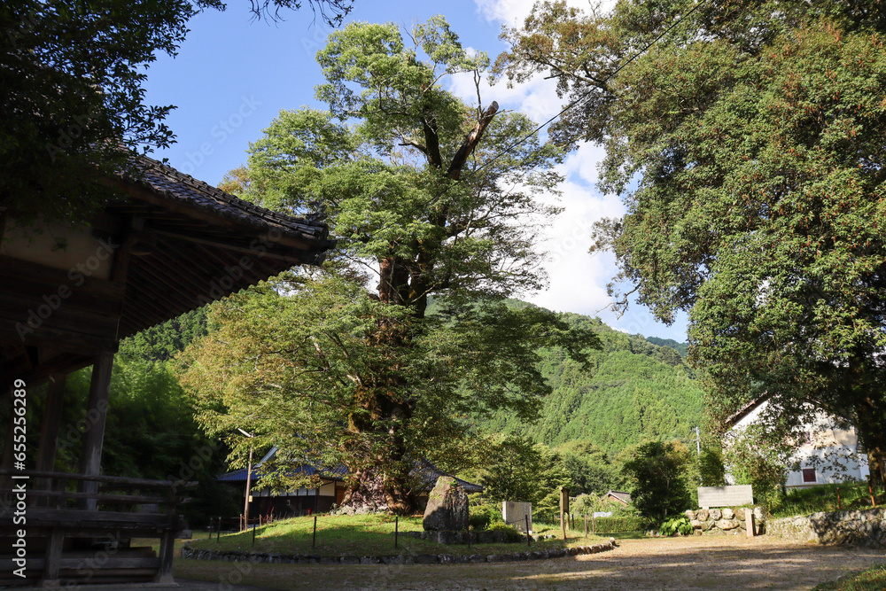 パワースポット廣瀬神社にある樹齢1000年以上のケヤキとイチイガシ