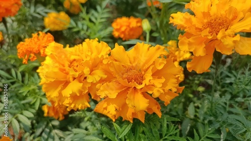 Close-Up Portrait of Yellow Marigold Flowers in the Garden