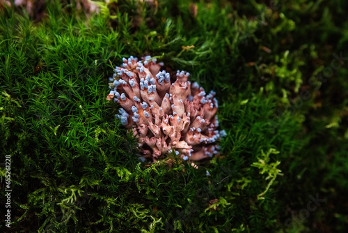 Exotic pink mushrooms in green forest moss.