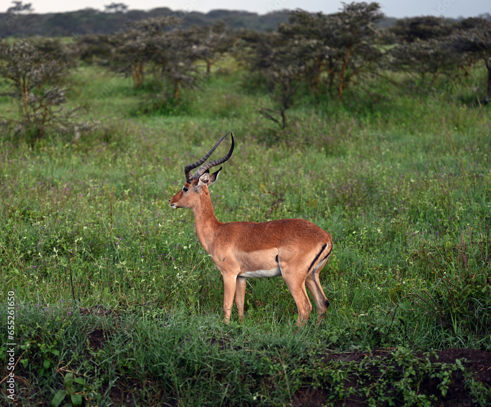 Impala in Kenya
Impala in Africa Impala in Kenya
Impala in Africa