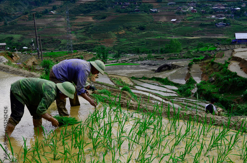 farmers are planting rice