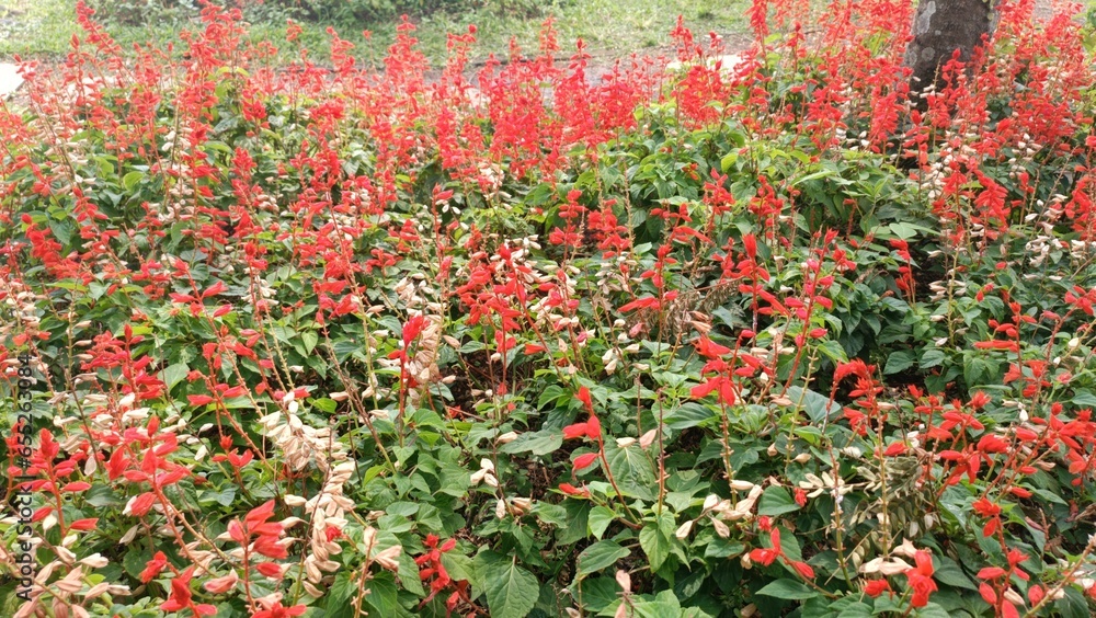 Red Salvia Flowers Blooming in the Garden Area