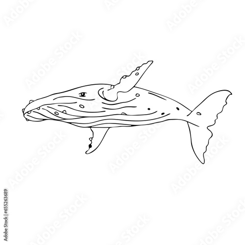 Isolated vector illustration of a humpback whale on a white background
