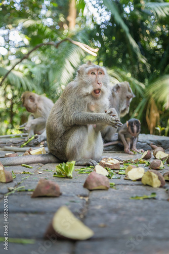 Monkeys at Monkey Forest Sanctuary in Ubud eating