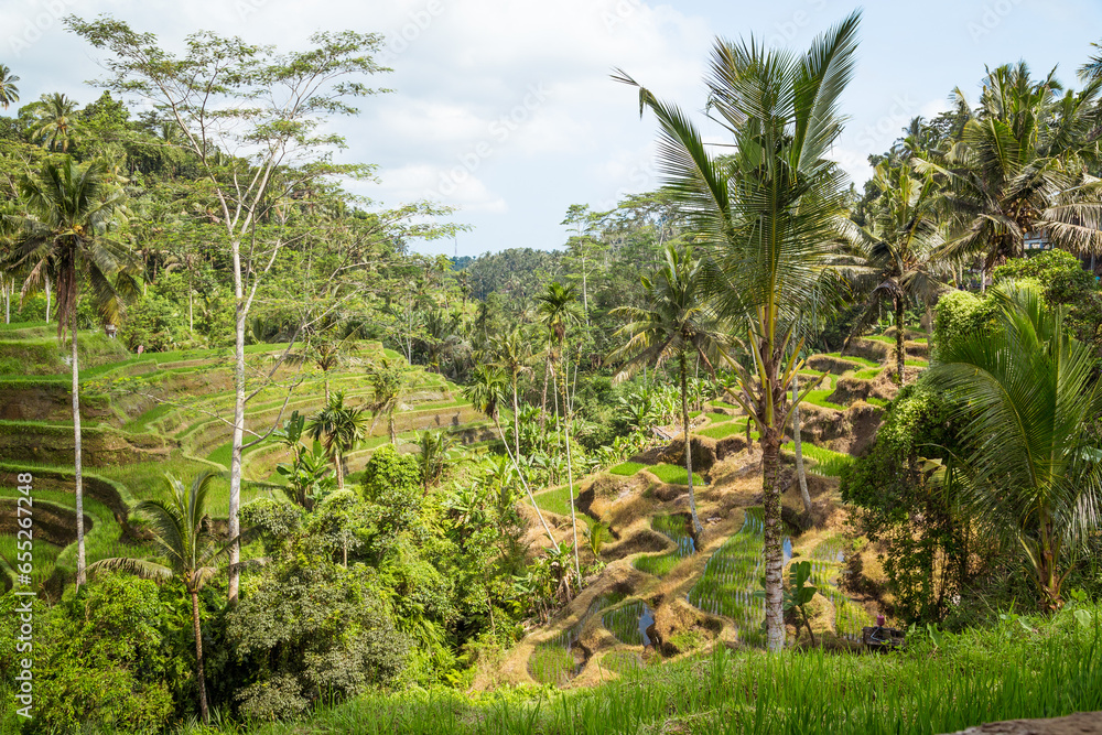Fototapeta premium Tegalalang rice paddys in Ubud