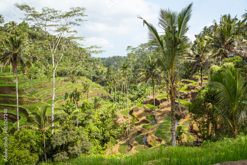 Tegalalang rice paddys in Ubud