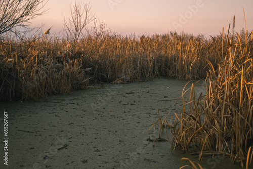 Sunset illuminates dry reeds on a muddy swamp (ID: 655267667)