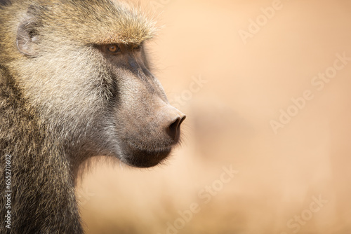 The Yellow baboon, Papio cynocephalus, is a member of the family Cercopithecidae. Portret. photo