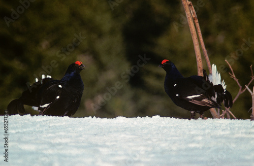 Tétras lyre, Lyrurus tetrix, Black Grouse, parades photo