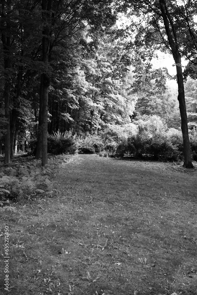 Naklejka premium A summer meadow in black and white.
