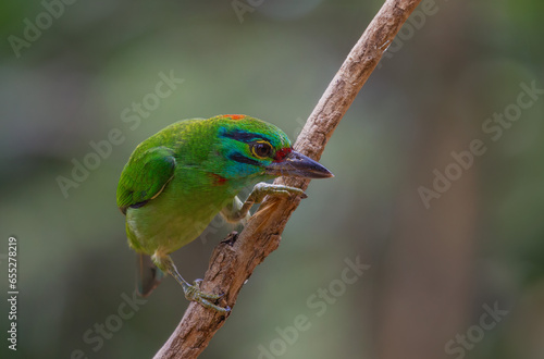 Beautiful bright green bird in nature. Blue-throated Barbet bird on a branch.( Megalaima asiatica )