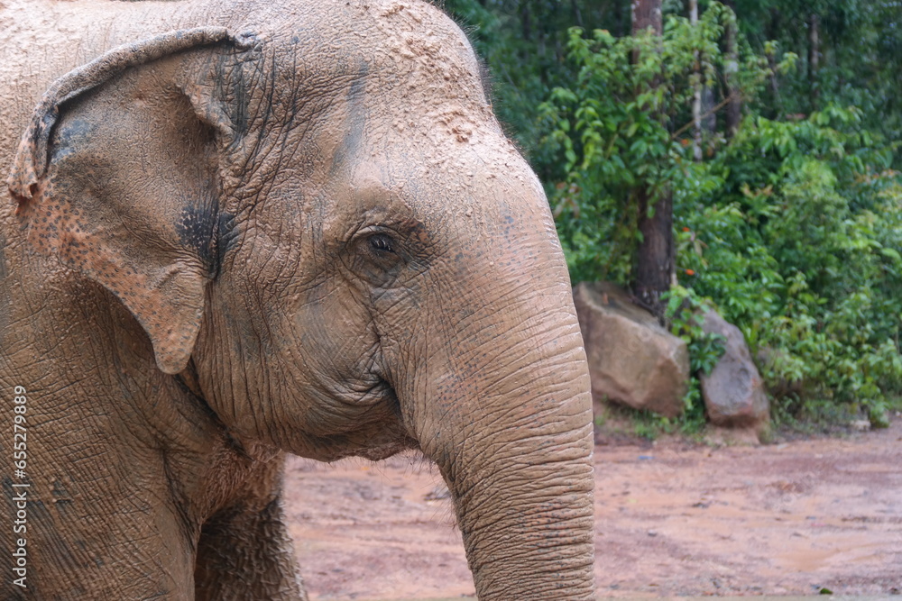 Naklejka premium The face of an elephant that looks old