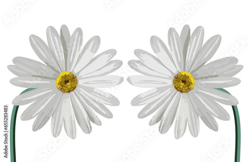 Daisy flower on gradient backgrounds vector illustration.  Cute wall art decoration
