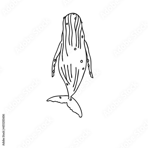 Isolated vector illustration of a umpback whale sweeming, bottom view. 