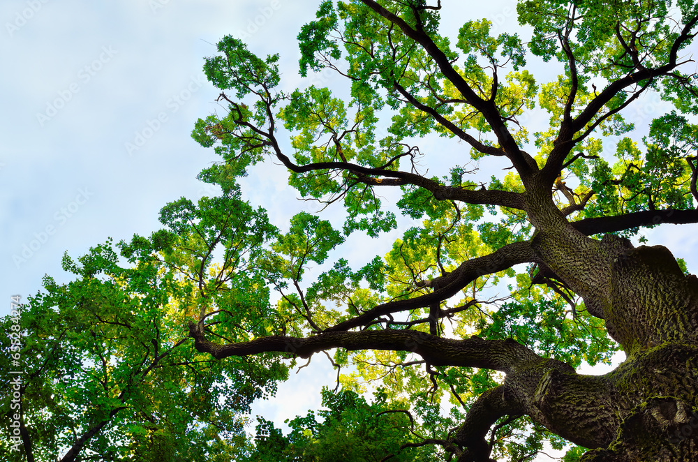 Crown of a large tree against a background of blue sky Crown of a large tree against a background of blue sky