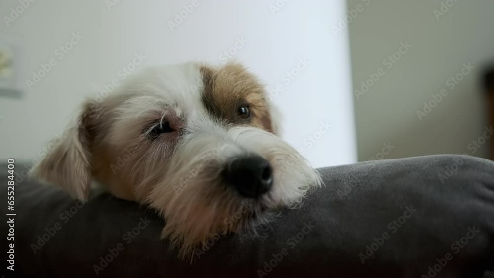 Cute jack russell dog sleeping and relaxing on blanket. Close up Cute jack russell dog sleeping and relaxing on blanket. Close up