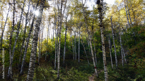 Autumn forest. Birch grove at dawn. Long shadows from the trees fall to the ground. Yellow-red leaves are lying. Bright colors of nature. Mountain trail in the leaves. The sun's rays. Kazakhstan