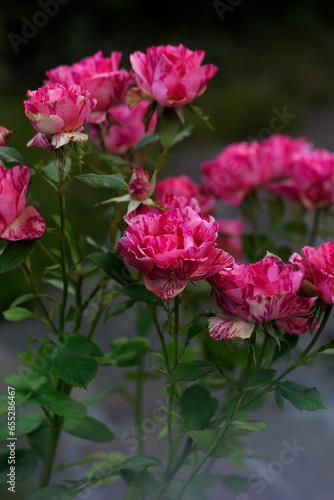 Close up of tenderness rose.Macro photo of fresh rose.