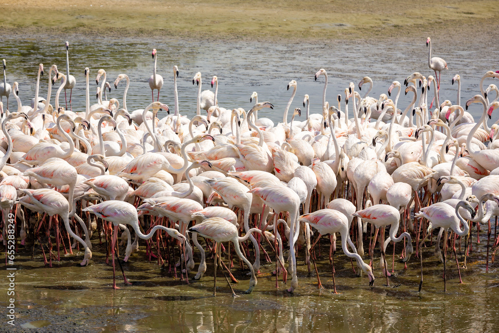 Greater Flamingos (Phoenicopterus roseus) at Ras Al Khor Wildlife Sanctuary in Dubai, wading in lagoon and fishing.