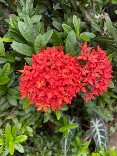 red and green