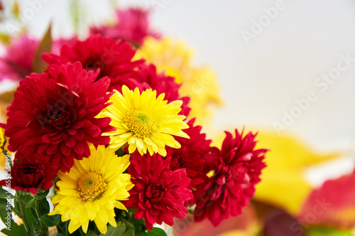 Bright yellow and red chrysanthemums in autumn close up