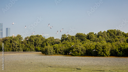 Photography Flock of Greater Flamingos (Phoenicopterus roseus) in Ras Al Khor Wildlife Sanctuary in Dubai, flying over the city with Dubai skyscrapers and mangrove forest in the background