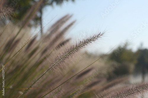  Spikelets of the plant Cenchrus ciliaris a deep in the changes of the sun. Macro image. photo