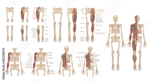 Human skeleton and muscles, complete anterior view of the body and posterior view of the lower limb. With indication in French of the names of the muscles and bones. photo