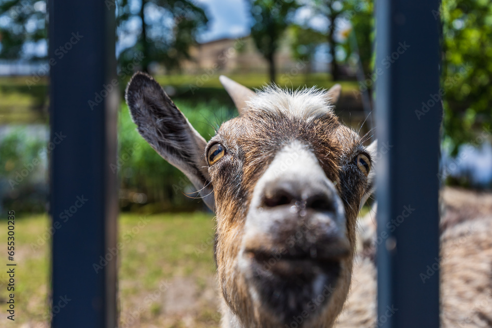 Head of mature goat standing behind metal fence next to meadow and looking to the camera lens Head of mature goat standing behind metal fence next to meadow and looking to the camera lens