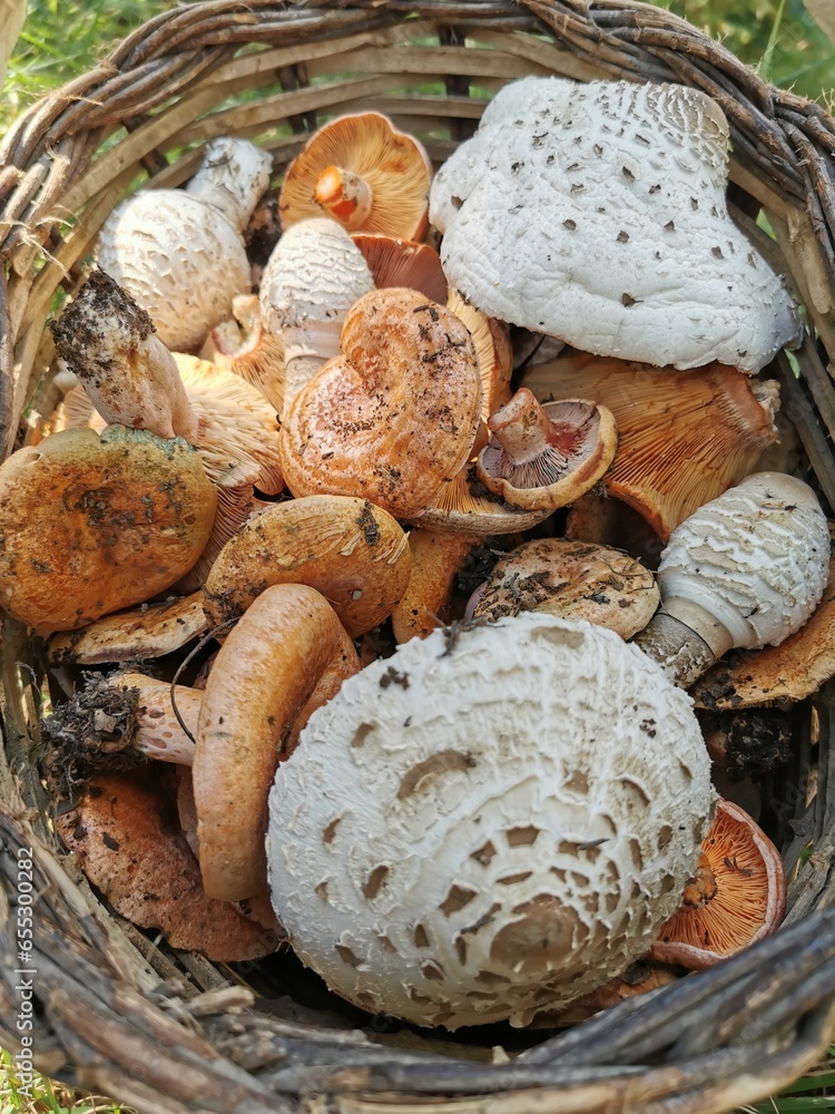 Cesta de níscalos