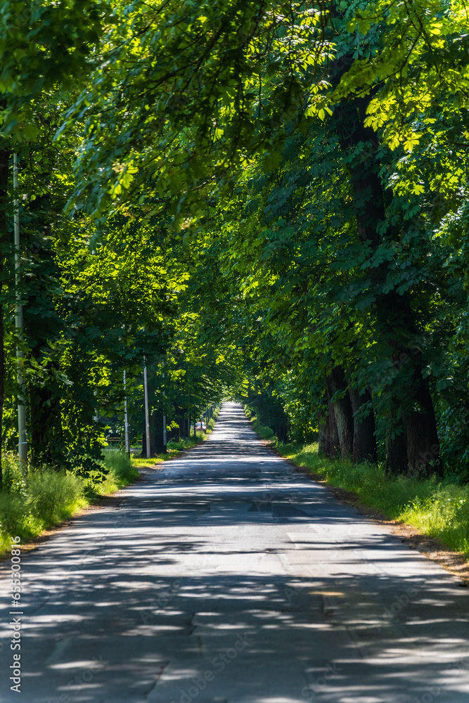 Long road with lights and shadows on it with beautiful high and old green trees on both sides Long road with lights and shadows on it with beautiful high and old green trees on both sides