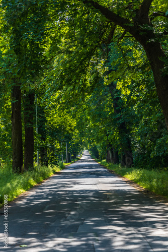 Long road with lights and shadows on it with beautiful high and old green trees on both sides