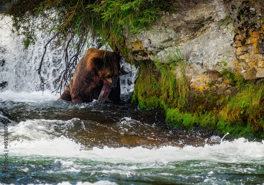 Brown Bears Catching Salmon at Brooks Falls, Katmai Brown Bears Catching Salmon at Brooks Falls, Katmai