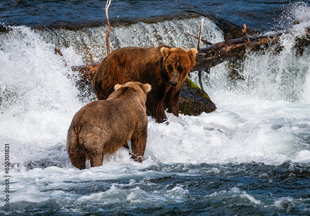 Brown Bears Catching Salmon at Brooks Falls, Katmai Brown Bears Catching Salmon at Brooks Falls, Katmai